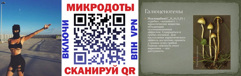 Псилоцибиновые грибы Psilocybe Щёлкино